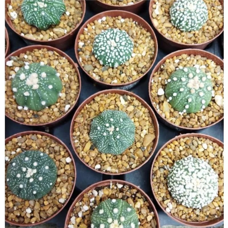 Astrophytum asterias super kabuto