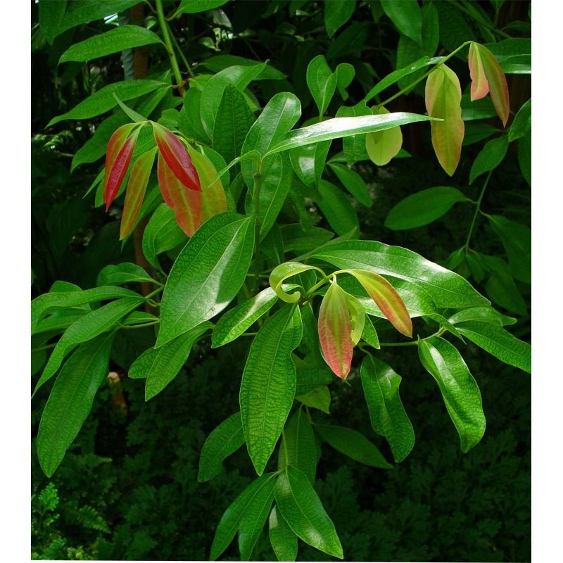 Muda de Canela - Cinnamomum cassia