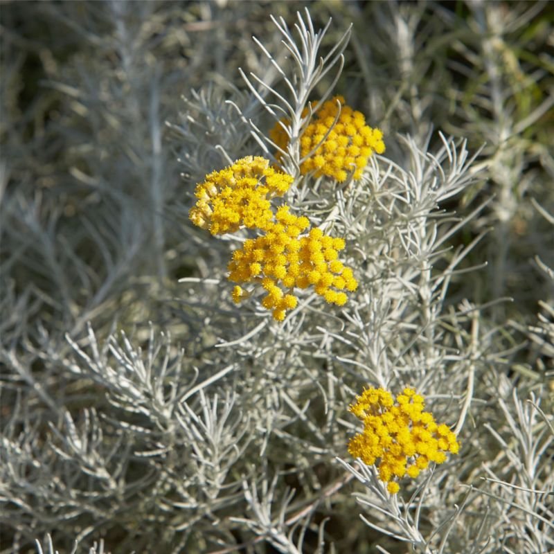 Curry ou Osmarim - Helichrysum italicum