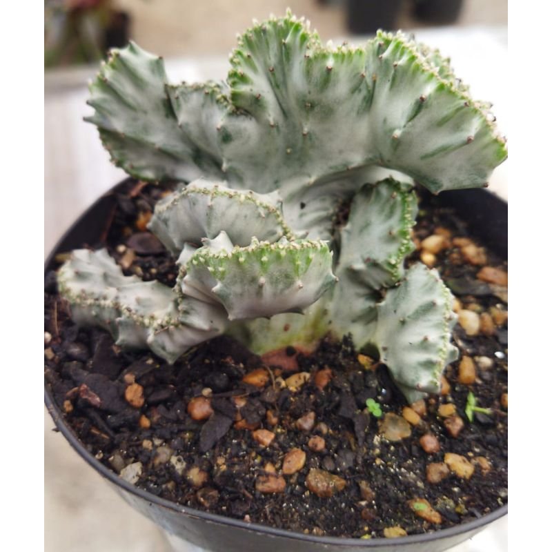 Euphorbia cristata lacta