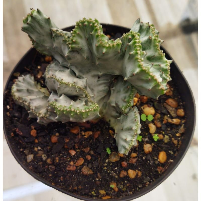 Euphorbia cristata lacta