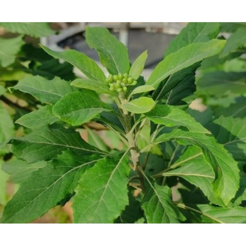 Figatil ou Boldo Alumã - Vernonia condensata