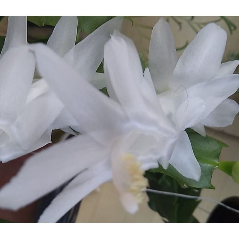 Flor de Maio - Schlumbergera Truncata - Branca