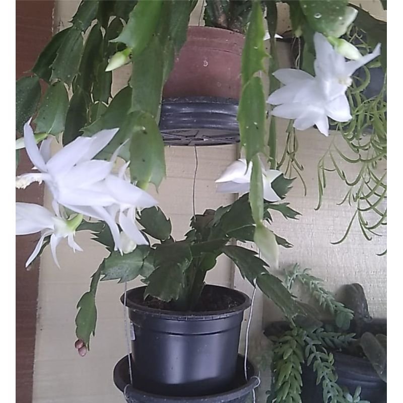 Flor de Maio - Schlumbergera Truncata - Branca