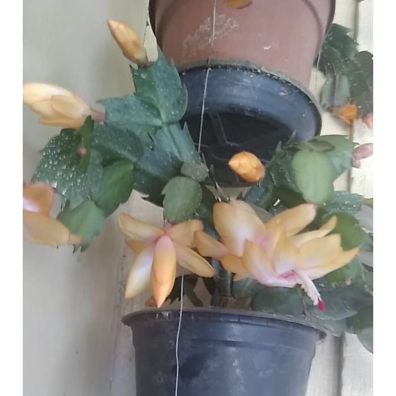 Flor de Maio - Schlumbergera Truncata - Laranja