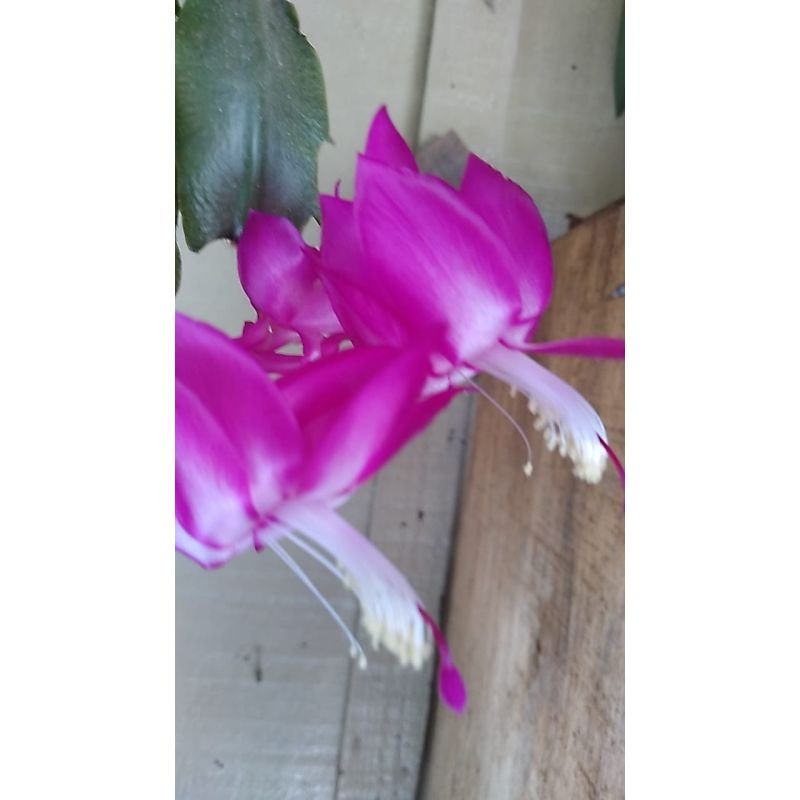 Flor de Maio - Schlumbergera Truncata - Lilás