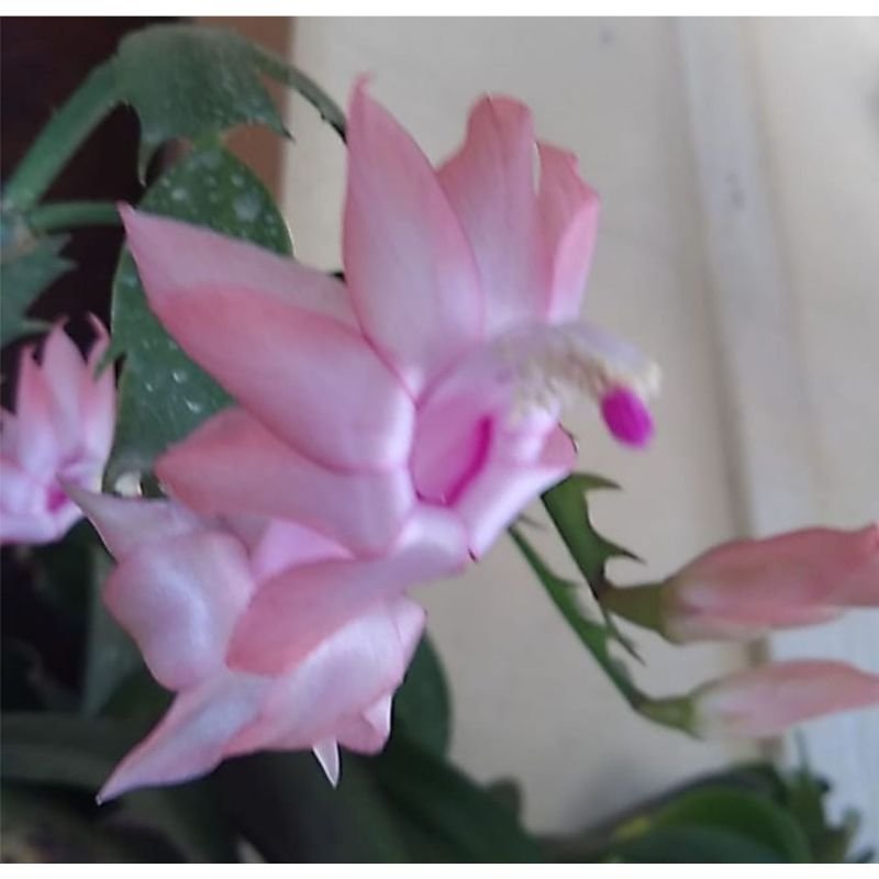 Flor de Maio - Schlumbergera Truncata - Rosa