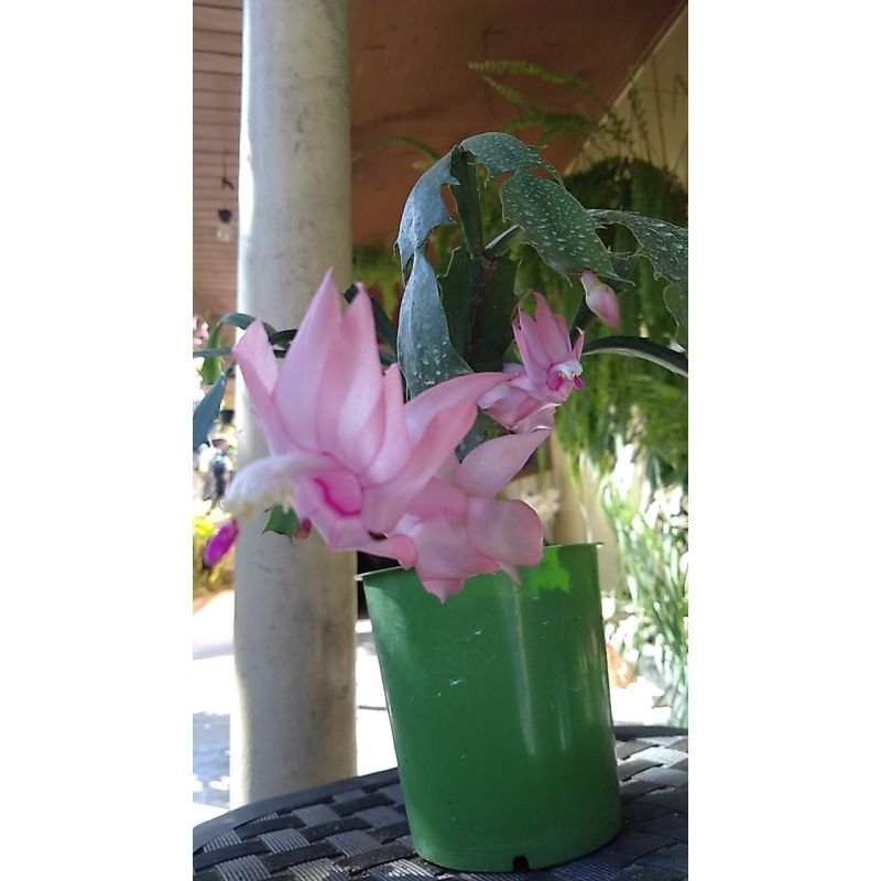 Flor de Maio - Schlumbergera Truncata - Rosa