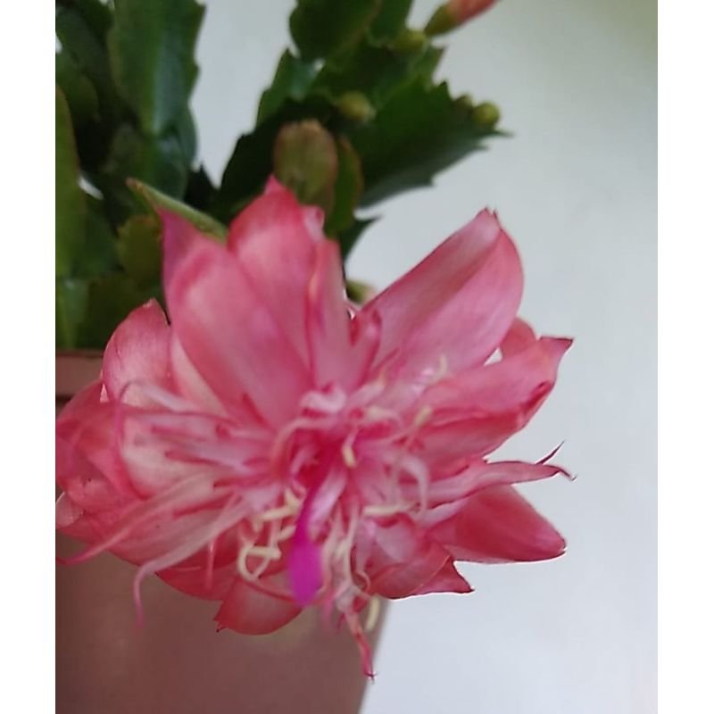 Flor de Maio - Schlumbergera Truncata - Rosa Dobrada