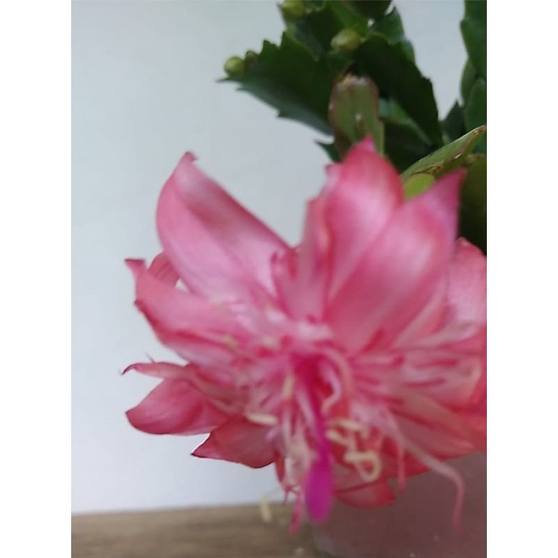 Flor de Maio - Schlumbergera Truncata - Rosa Dobrada