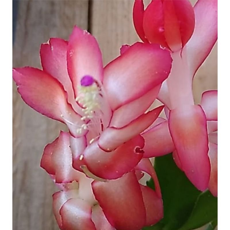 Flor de Maio - Schlumbergera Truncata - Salmão