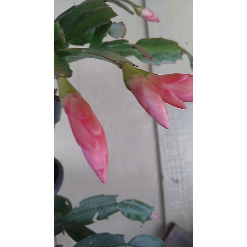 Flor de Maio - Schlumbergera Truncata - Salmão
