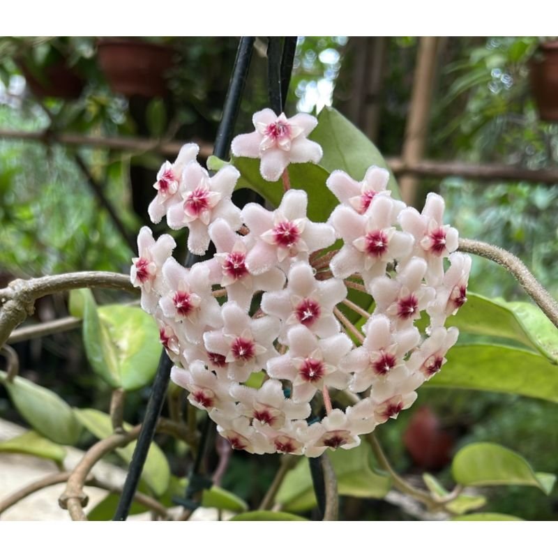 Flor de Cera - Hoya - Branca