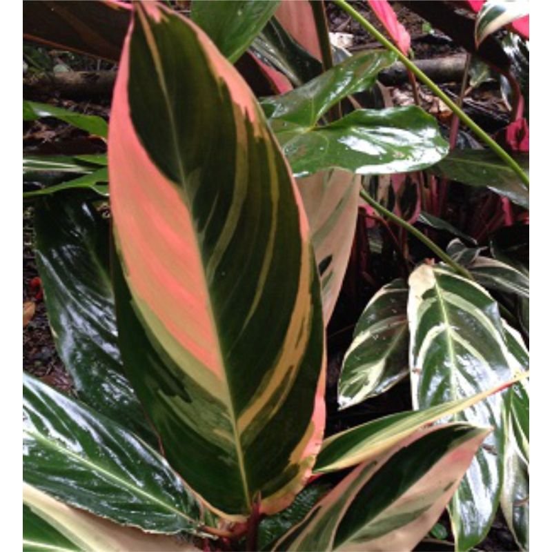 Maranta tricolor - Ctenanthe Oppenheimiana