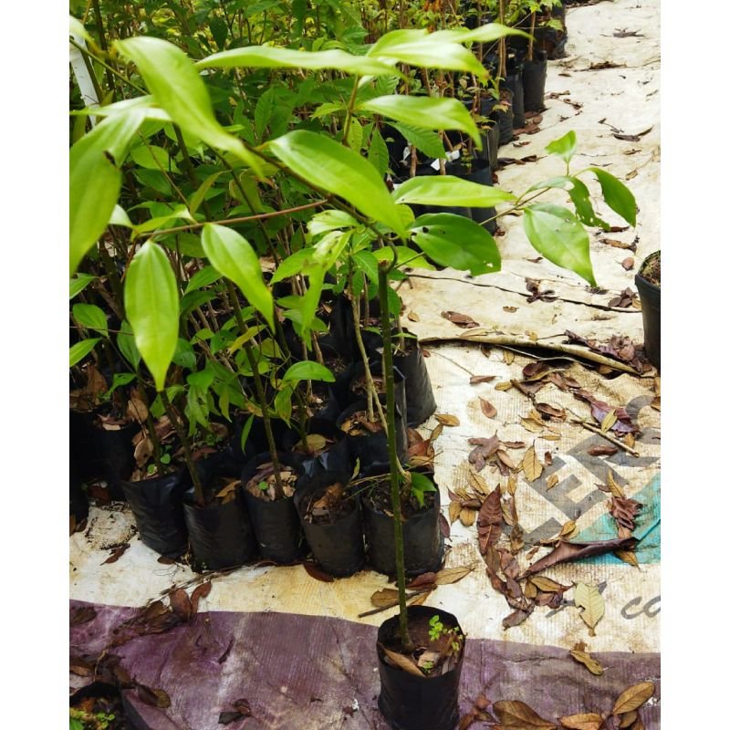 Muda de Canela - Cinnamomum cassia