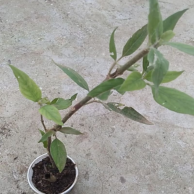 Muda de Ginseng brasileiro - Pfaffia glomerata