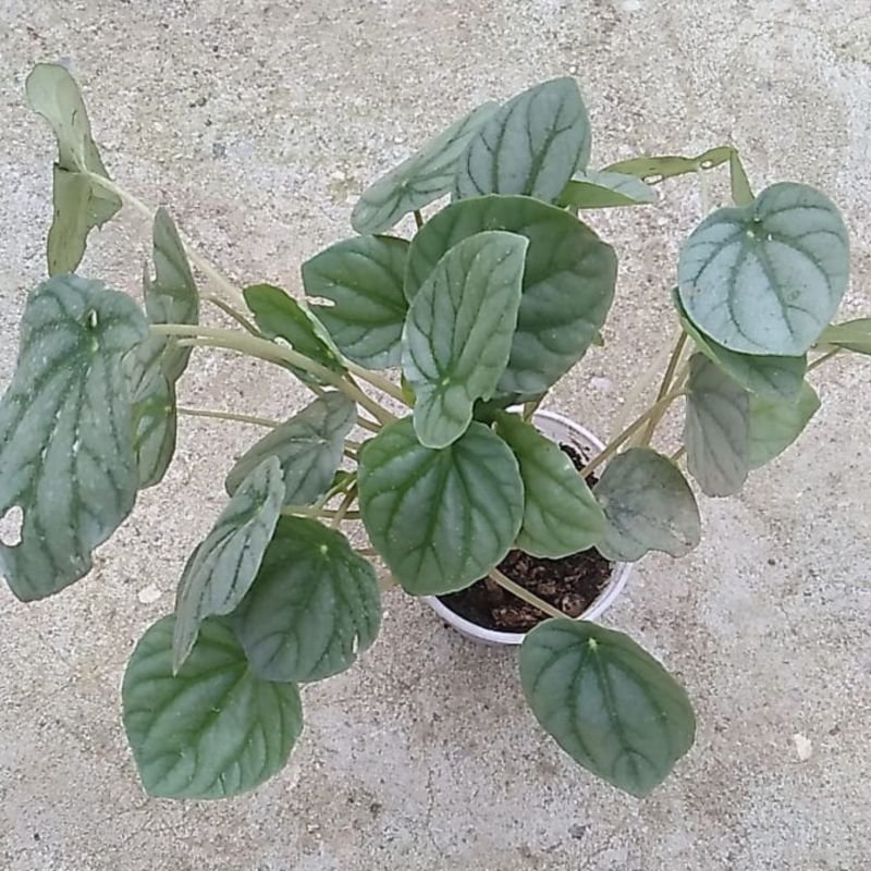 Planta Chinesa do Dinheiro - Pilea peperomioides