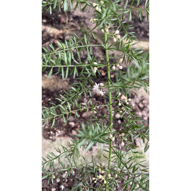 Samambaia aspargo Aspargus densiflorus