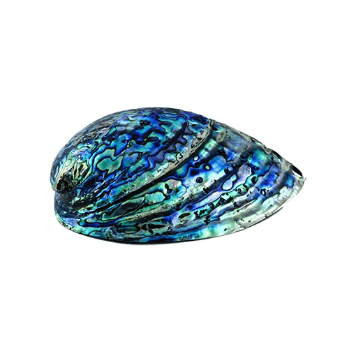 Fotografia da pedra abalone bruta