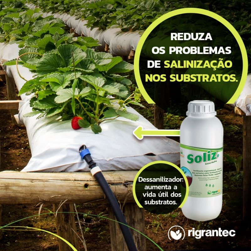 Soliz - Fertilizante à base de ácidos húmicos e fúlvicos enriquecido com algas