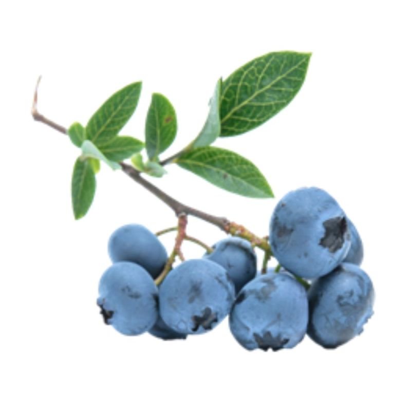 Blueberry em pó 150g